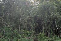 Land for sale in Bulloch County, Georgia