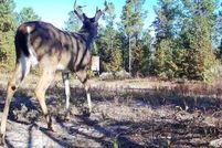 Land for sale in Washington County, Georgia