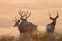 Farm and Ranch for sale in Camas County, Idaho