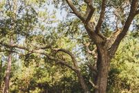 Undeveloped Land for sale in Thomas County, Georgia