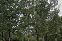 Timberland Property for sale in Garland County, Arkansas