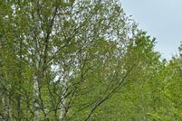 Land for sale in Oneida County, Wisconsin