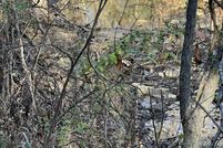 Land for sale in Marion County, Arkansas