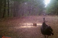 Undeveloped Land for sale in Fayette County, Alabama