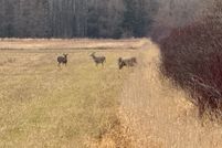 Land for sale in Chippewa County, Michigan