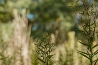 Land for sale in Wood County, Texas