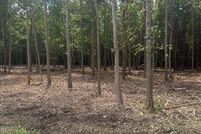 Land for sale in Pitt County, North Carolina