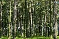 Homesite for sale in Pamlico County, North Carolina