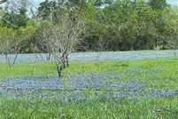 Waterfront Property for sale in Coryell County, Texas