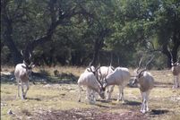 Land for sale in Edwards County, Texas