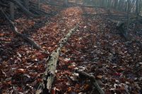 Land for sale in Allegany County, Maryland