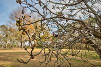 Land for sale in Morgan County, Georgia