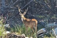 Land for sale in Burnet County, Texas