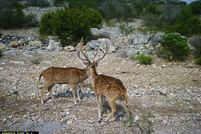 Land for sale in Edwards County, Texas