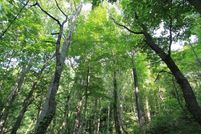 Undeveloped Land for sale in Grayson County, Virginia