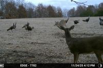 Land for sale in Daviess County, Missouri