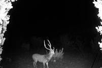 Land for sale in Edwards County, Texas