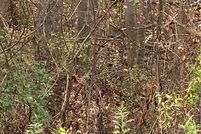 Land for sale in Mecklenburg County, North Carolina