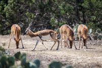 Undeveloped Land for sale in Edwards County, Texas