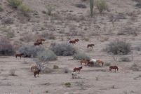 Land for sale in Maricopa County, Arizona