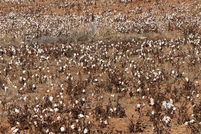 Land for sale in Scurry County, Texas