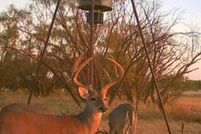 Undeveloped Land for sale in Fisher County, Texas