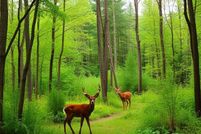 Land for sale in Walton County, Florida