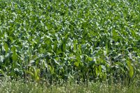 Land for sale in Waupaca County, Wisconsin