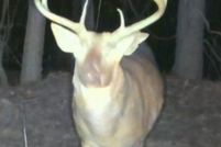 Land for sale in Elmore County, Alabama