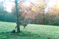 Land for sale in Dallas County, Missouri