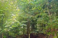 Land for sale in Essex County, New York