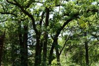Land for sale in Milam County, Texas
