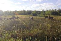 Land for sale in Presque Isle County, Michigan