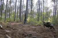 Land for sale in Warren County, North Carolina