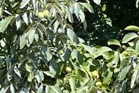 Land for sale in Sutter County, California