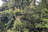 Homesite for sale in Dorchester County, South Carolina