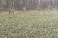 Land for sale in Appanoose County, Iowa