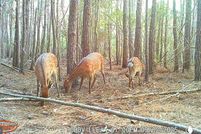 Land for sale in Dorchester County, Maryland