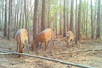 Land for sale in Dorchester County, Maryland