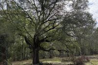 Undeveloped Land for sale in Bradford County, Florida