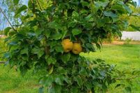 Land for sale in Sequoyah County, Oklahoma