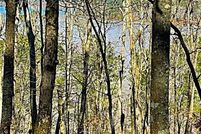 Land for sale in Murray County, Georgia