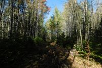 Land for sale in Lincoln County, Wisconsin