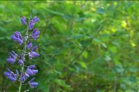 Land for sale in Bayfield County, Wisconsin