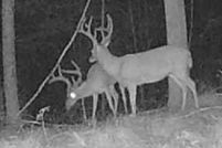 Land for sale in Wayne County, Tennessee