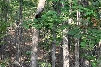 Land for sale in Madison County, Missouri