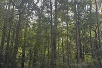 Land for sale in Charleston County, South Carolina