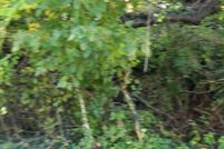 Land for sale in Caroline County, Maryland