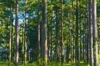 Land for sale in Pamlico County, North Carolina