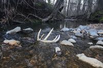 Land for sale in Obion County, Tennessee